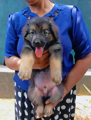 0-1 month Male Purebred German Shepherd