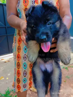 0-1 month Male Purebred German Shepherd