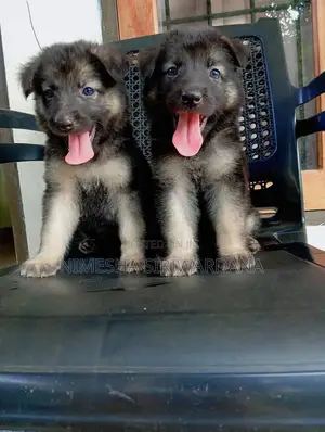 0-1 month Male Purebred German Shepherd