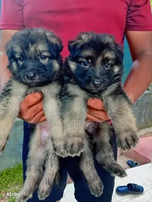 0-1 month Male Purebred German Shepherd