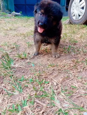 1-3 months Male Purebred German Shepherd