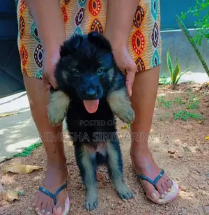 0-1 month Male Purebred German Shepherd