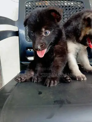 0-1 month Male Purebred German Shepherd