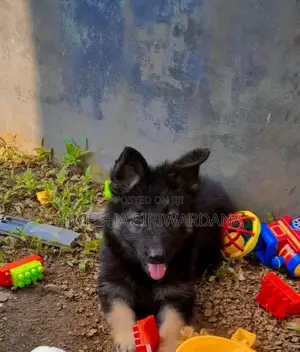 1-3 months Female Purebred German Shepherd