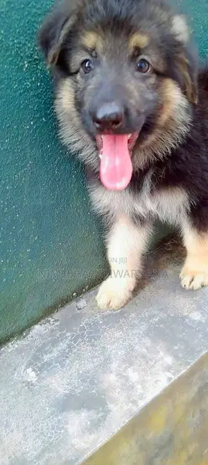 1-3 months Female Purebred German Shepherd