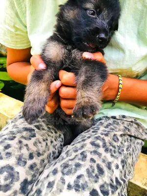 0-1 month Male Purebred German Shepherd