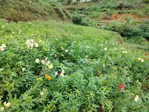 Land for Sale Nuwara Eliya