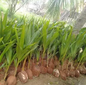Coconut Plant