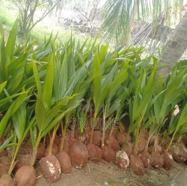 Coconut Plant