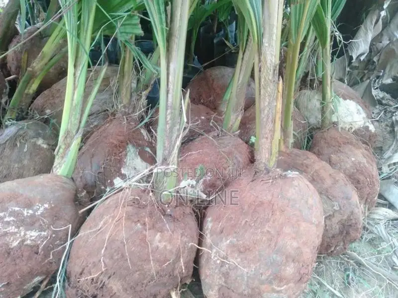 Coconut Plant