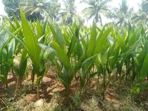 Coconut Plant