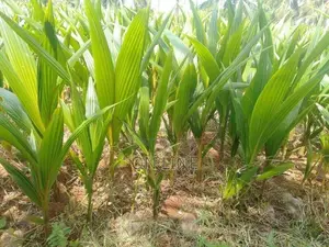 Coconut Plant
