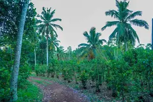 Estate for sale in Payagala ,Kalutara