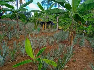 Estate for sale in Payagala ,Kalutara