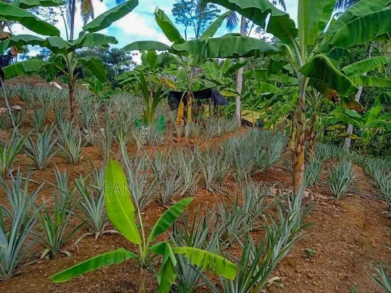 Estate for sale in Payagala ,Kalutara