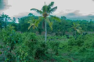 Estate for sale in Payagala ,Kalutara