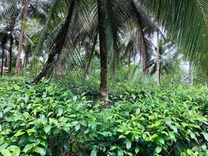 බිම්කොටස් විකිණීමට බන්ඩාරගම