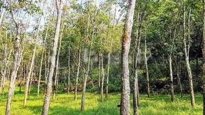 (HJ 59) 19 Acre Land for Sale - Kalutara