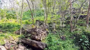 (HJ 59) 19 Acre Land for Sale - Kalutara