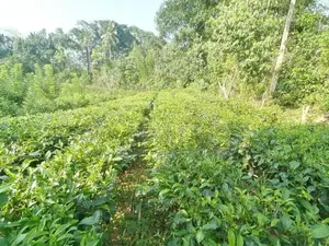 Land for Sale Matugama