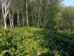Land for Sale Matugama