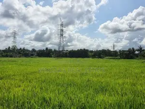12.8 Perch Paddy Field View Land on Temple Road, Maharagama (SL 14341)