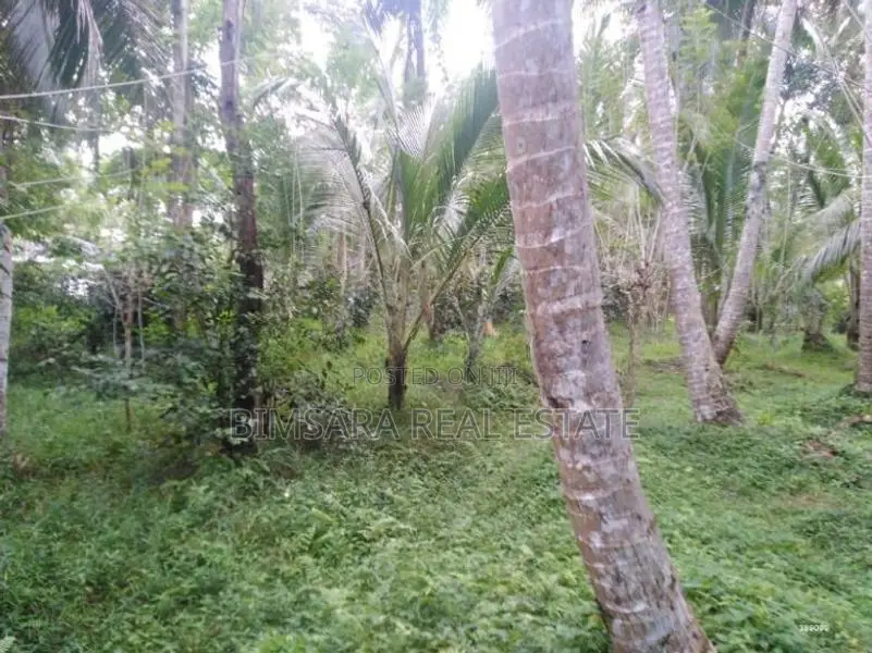 74P Cultivated Land, Sale in Kahambiliyawatta Rd, Bandaragama (SL 1103