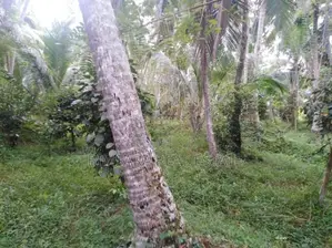 74P Cultivated Land, Sale in Kahambiliyawatta Rd, Bandaragama (SL 1103