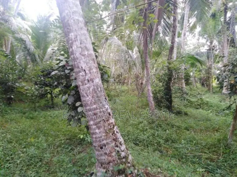 74P Cultivated Land, Sale in Kahambiliyawatta Rd, Bandaragama (SL 1103