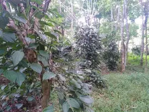 74P Cultivated Land, Sale in Kahambiliyawatta Rd, Bandaragama (SL 1103
