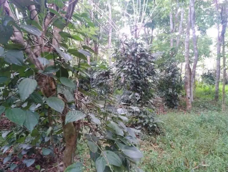 74P Cultivated Land, Sale in Kahambiliyawatta Rd, Bandaragama (SL 1103
