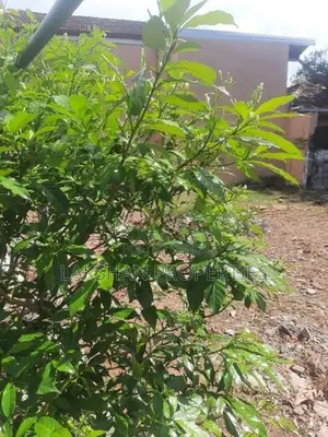 Land For Sale In Raththanapitiya