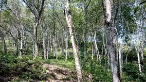 19 Acre Land Sale At Nebada Kaluthara
