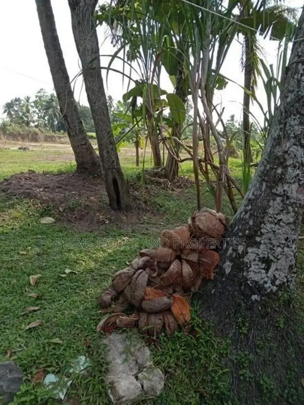 240 perch Land For Sale Minuwangoda Gampaha