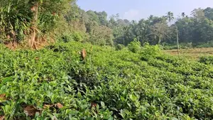 House with land for sale Rathnapura