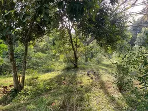 Scenic 309P Land for sale in Kundasale, Kandy (SL 13135)