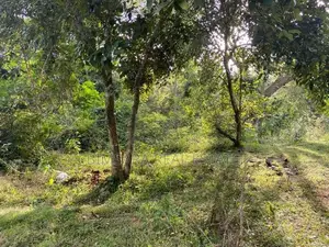 Scenic 309P Land for sale in Kundasale, Kandy (SL 13135)
