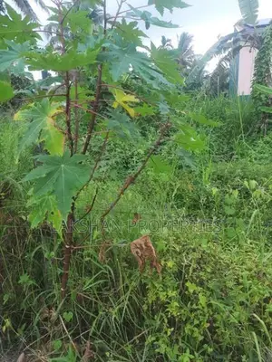 Land For Sale In Raththanapitiya