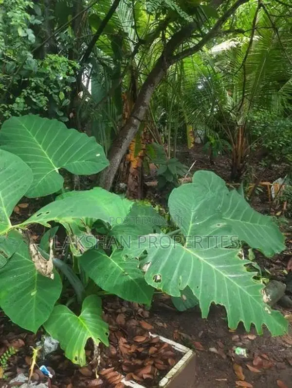Land For Sale In Boralesgamuwa Bellanvila බෙල්ලන්විල