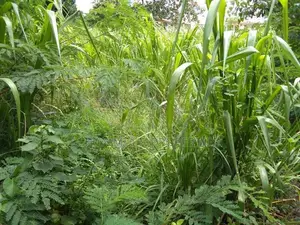 Land for Sale in Mount lavinia