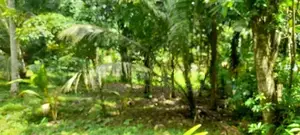 Padukka : 95.1 Perch Coconut Land with 4 Bedrooms House for Sale