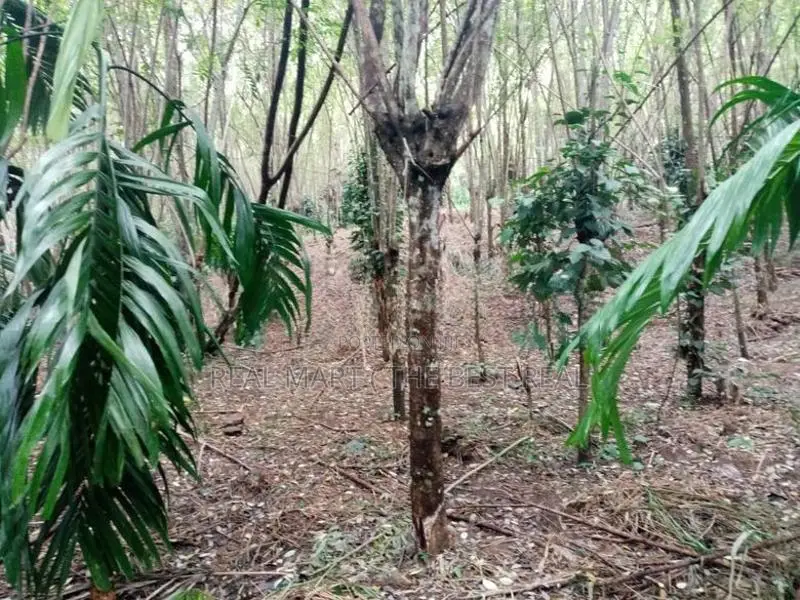 Badulla : 360 perches Land for Sale at Kottagaharawa