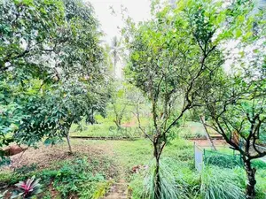 Single Storied Luxury House With Large Land for Sale