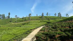 Luxury Leisure Retreat with High Income Potential in Lindula | SH 1525