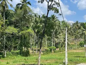 Godagama : 4 acres Coconut Land for Sale at Watareka