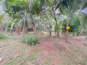 COMMERCIAL LAND FOR RENT IN KELANIYA (SP888)
