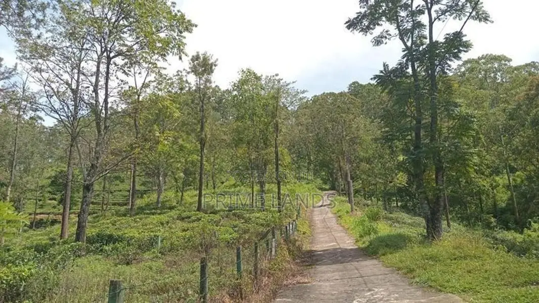 Land for Sale Tea Estate