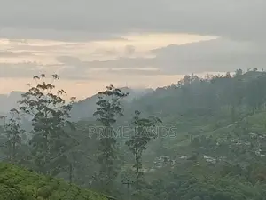 Land for Sale Tea Estate