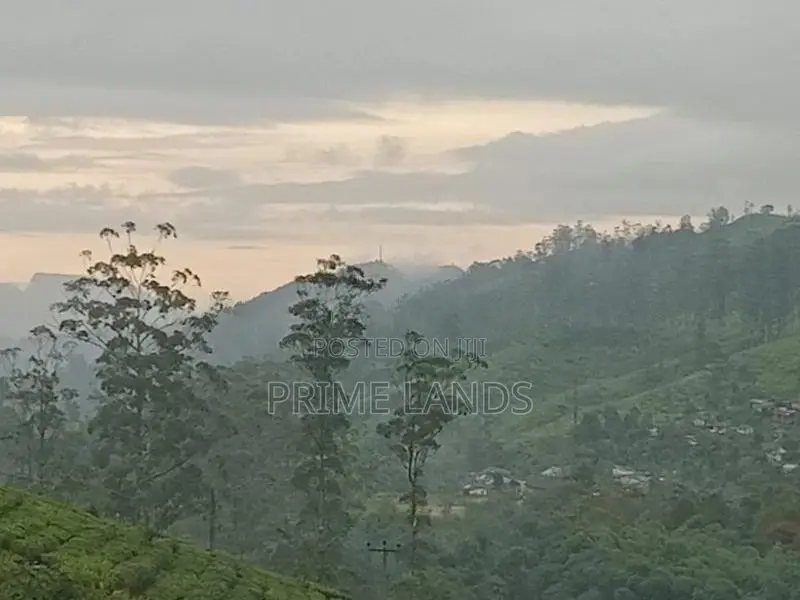Land for Sale Tea Estate
