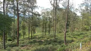 Land for Sale Pussellawa